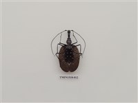 藏品(鞘翅目(四))的圖片